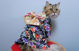 cat-kimonos-japan