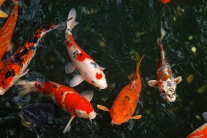 carpa koi._2