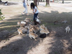 okunoshima-conigli