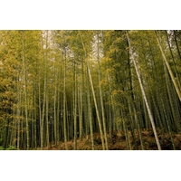 Foresta di Bambù II