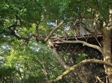 Casa sull'albero e sala da tè