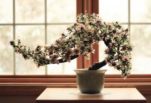 Curare un bonsai e vivere meglio