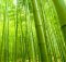 Bambù per eco-design