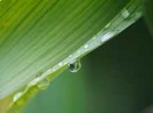 Materassi aloe vera