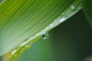 Materassi aloe vera