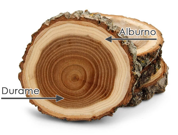 alburno-e-durame